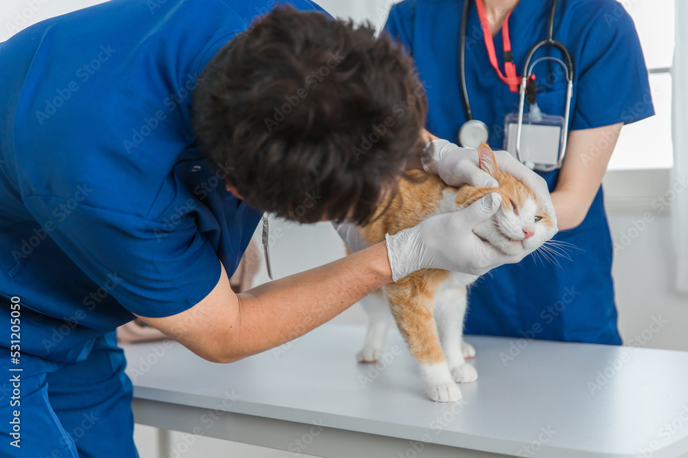 動物病院で猫の顔を診察する獣医師
動物病院で猫の顔を診察する獣医師