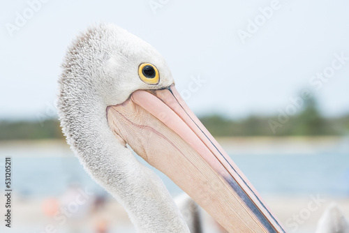 Close up view of the head of an Australian pelican bird photo