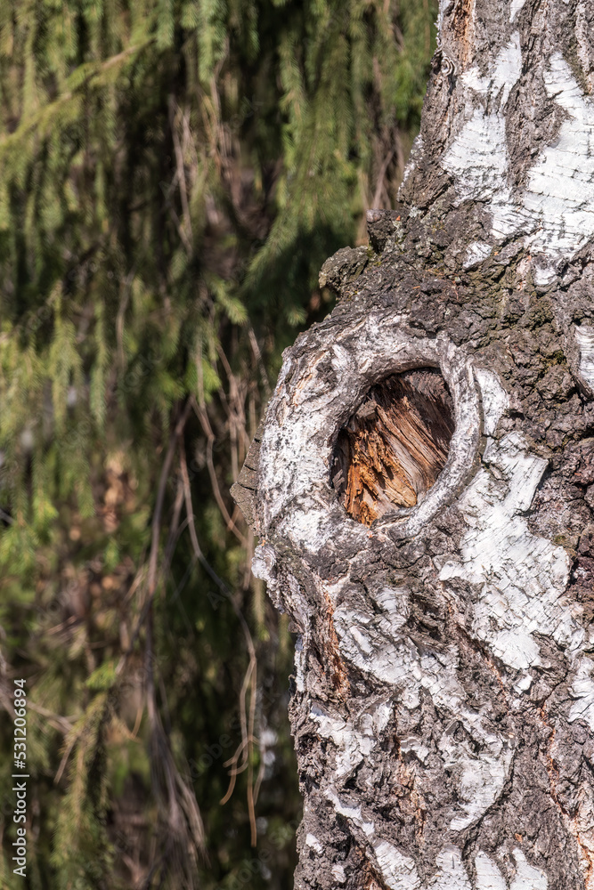 Obraz premium The texture of the birch bark. Birch bark background