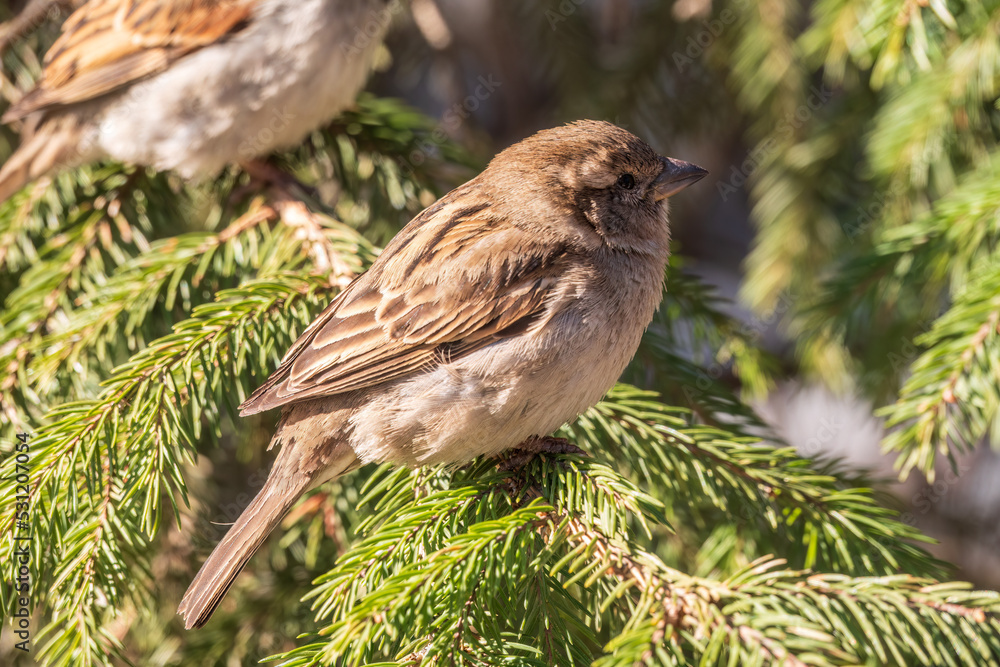 Naklejka premium Sparrow sits on a fir branch in the sunset light.