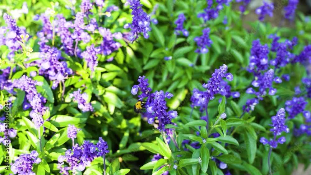Xiongfeng picking honey in purple lavender flowers slow motion Xiongfeng picking honey in purple lavender flowers slow motion