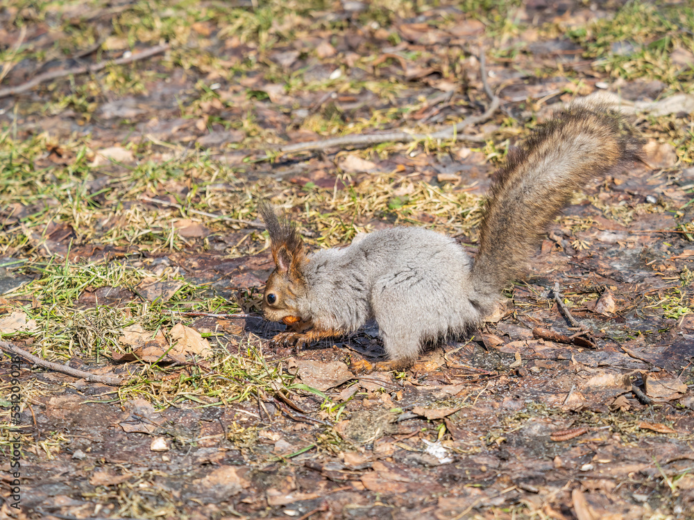 Squirrel in autumn or spring hides nuts on the green grass with fallen yellow leaves Squirrel in autumn or spring hides nuts on the green grass with fallen yellow leaves