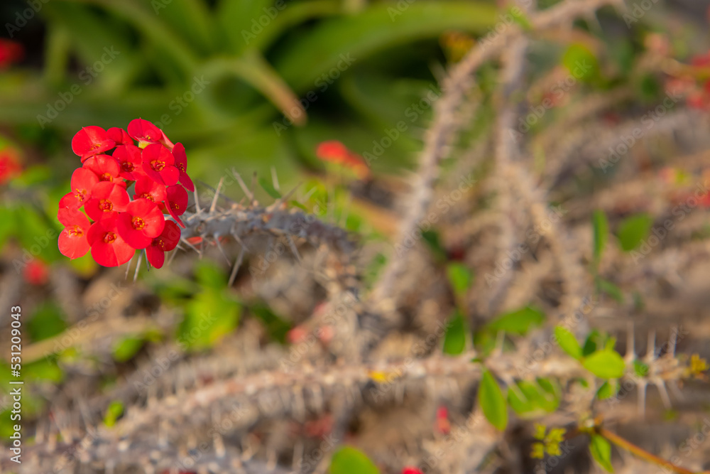 Fototapeta premium cactus in bloom