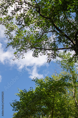 Trees against a blue sky with clouds