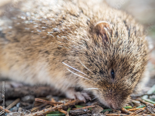 A closeup of a Common vole  Microtus arvalis  on the ground with a blurry background