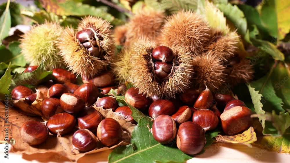 Autumn composition of chestnuts, hedgehogs and chestnut leaves. Fall season. Warm colors. Food background Autumn composition of chestnuts, hedgehogs and chestnut leaves. Fall season. Warm colors. Food background