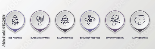 infographic template with outline icons. infographic for nature concept. included red pine tree, black willow tree, balsam fir tree, cucumber bitternut hickory hawthorn editable vector.
