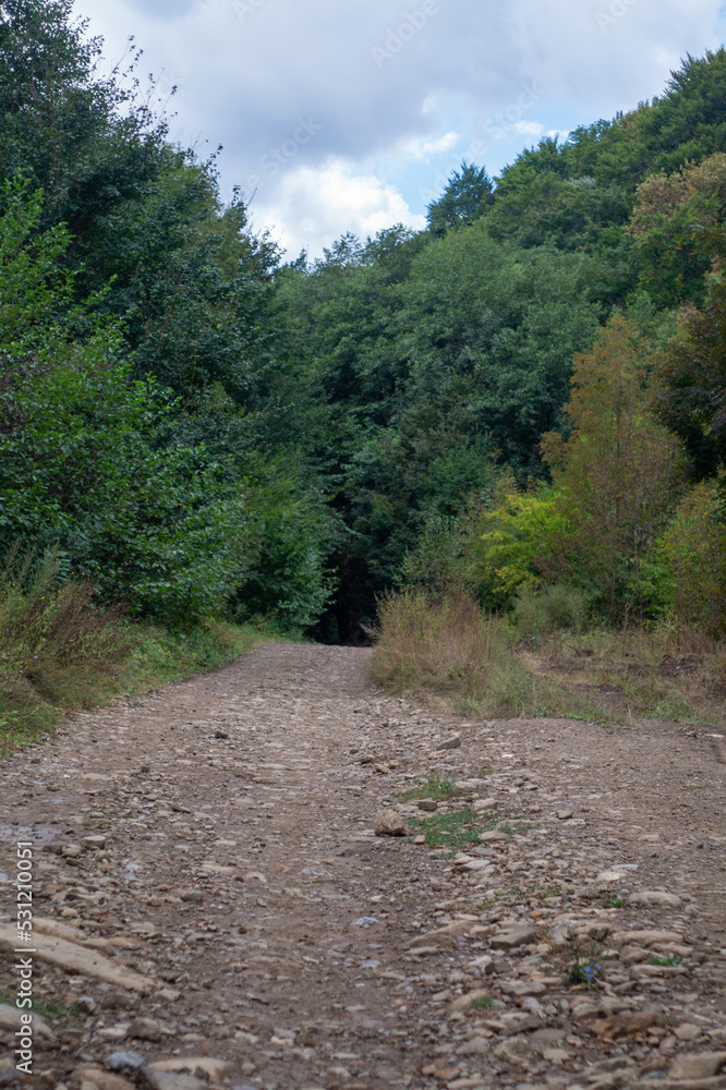 Gravel road in the green forest