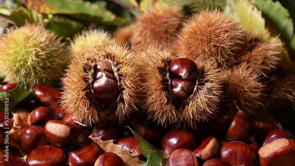 Autumn composition of chestnuts, hedgehogs and chestnut leaves. Fall season. Warm colors. Food background Autumn composition of chestnuts, hedgehogs and chestnut leaves. Fall season. Warm colors. Food background