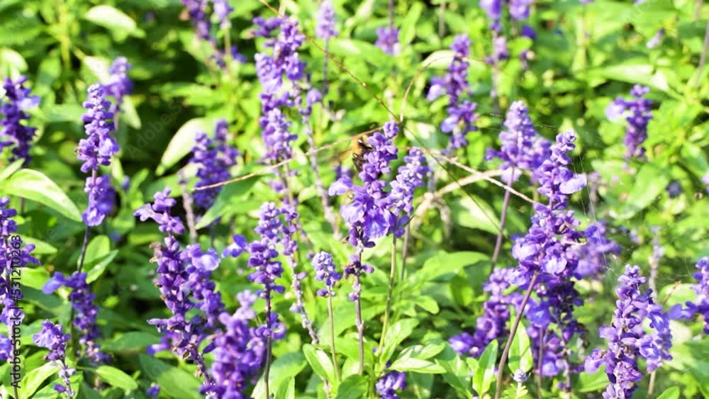 Xiongfeng picking honey in purple lavender flowers slow motion
Xiongfeng picking honey in purple lavender flowers slow motion
