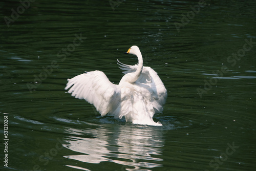White swan is wading