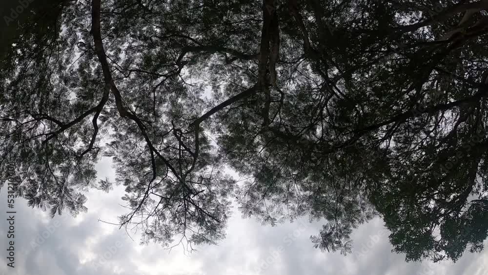 Time Lapse Cloud flows at the branches of Phu Mu, Mukdahan, September 10, 2022. Time Lapse Cloud flows at the branches of Phu Mu, Mukdahan, September 10, 2022.
