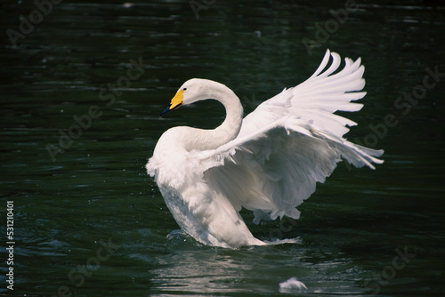  white swan is wading