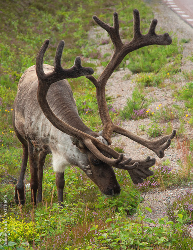 Reindeer on the the roadside in the north of Sweden. Vertical. © Turid Bjørnsen