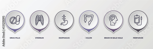infographic template with outline icons. infographic for medical concept. included drug pills, sternum, esophagus, colon, brain in bald male head, perfusion editable vector.