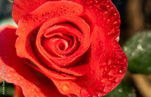 Macro of Red Rose Flower with Water Drops in Horizontal Orientation  Perfect for Wallpaper and Background