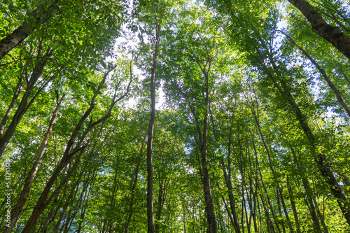 Green crowns of trees in early autumn