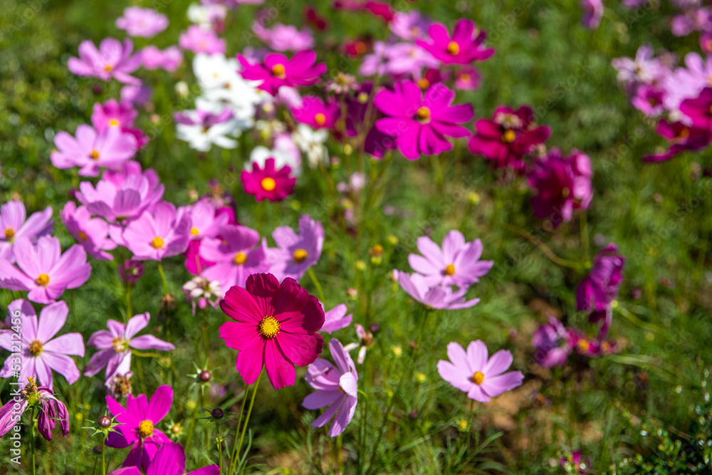 Beautiful of pink cosmos flower field landscape in spring time nature wallpaper background.