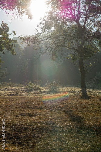 Green meadow and trees in the rays of the morning autumn sun