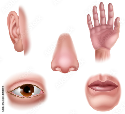 Five Senses Human Body Part...