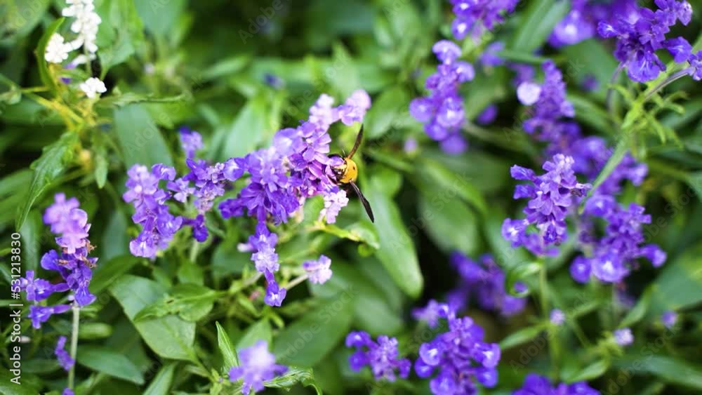 Xiongfeng picking honey in purple lavender flowers slow motion
Xiongfeng picking honey in purple lavender flowers slow motion