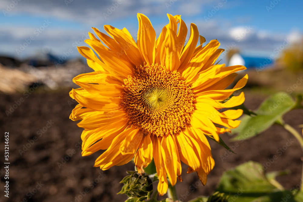 Fototapeta premium A beautiful sunflower with long yellow petals in the field. Calm tranquil moment in countryside. Sunflower growing in evening field. Atmospheric summer wallpaper, space for text