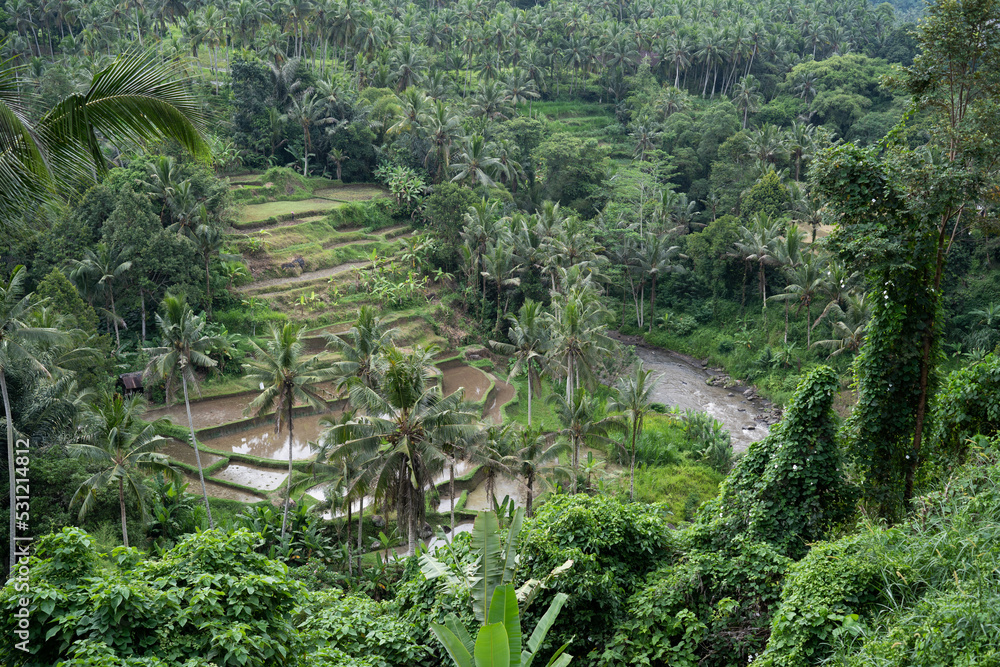 palm fields in Ubud
Bali, Indonesia