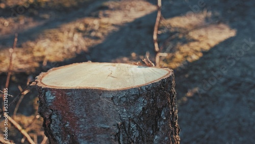 Healthy Birch Tree Stump with Cut by Lumberjacks during Devastating Industrial Deforestation