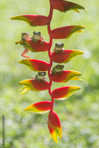 Five dumpy tree frogs on a heliconia plant, Indonesia photo