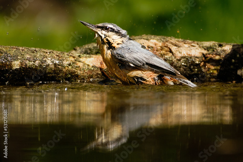 Boomklever - Nuthatch photo