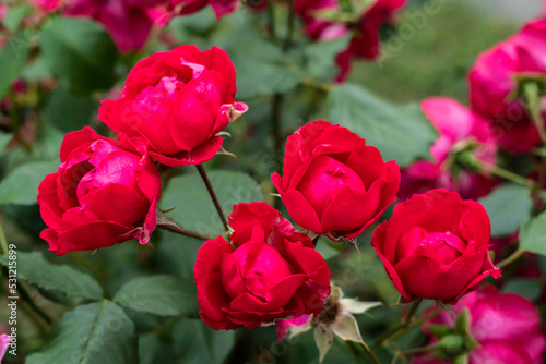 Blossoming red roses in summer garden  natural light.
