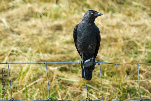 Jackdaw || Kauw photo