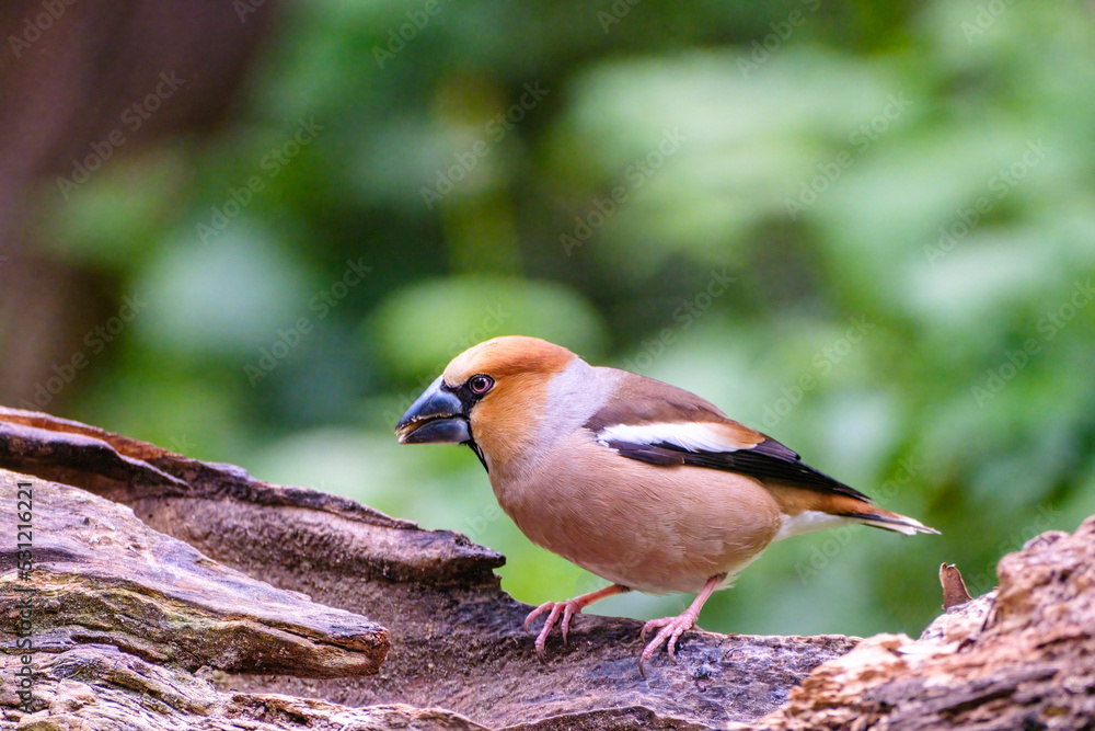 Appelvink - Hawfinch Appelvink - Hawfinch