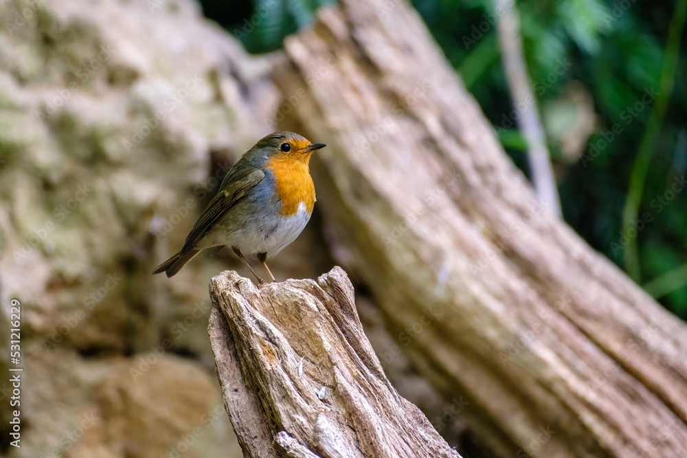 Fototapeta premium Roodborst - Robin