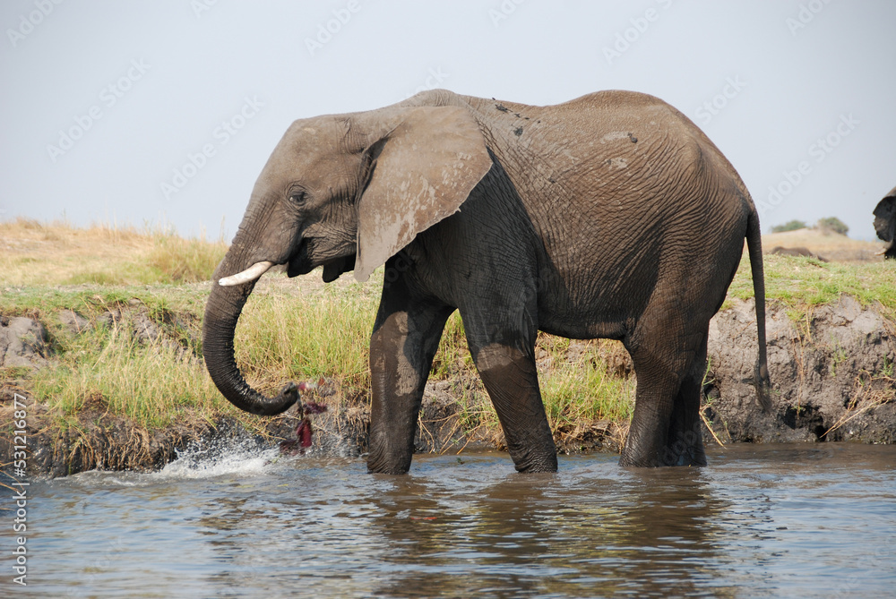 Obraz premium African Elephant standing in water and drinking