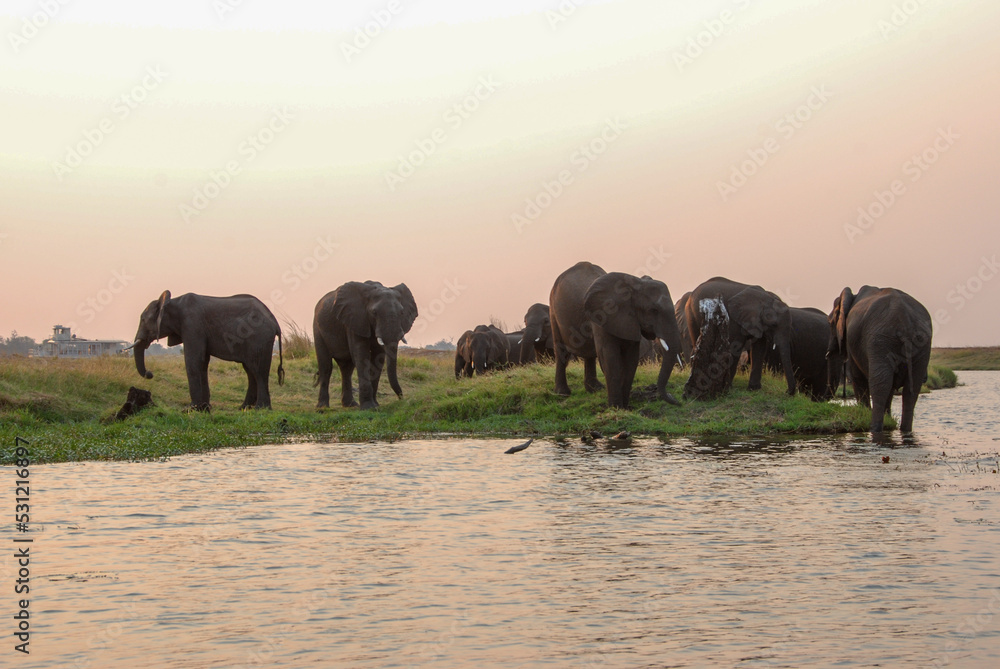 Fototapeta premium Herd of elephants just crossed Chobe river