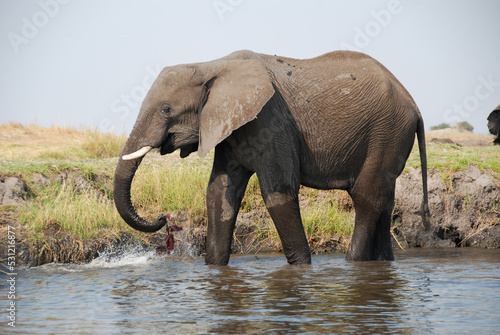 African Elephant standing in water and drinking