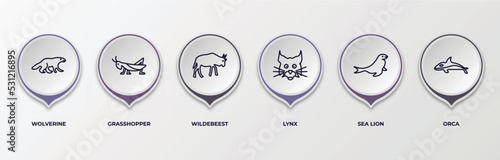 infographic template with outline icons. infographic for animals concept. included wolverine, grasshopper, wildebeest, lynx, sea lion, orca editable vector.