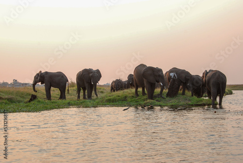 Herd of elephants just crossed Chobe river