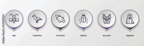 infographic template with outline icons. infographic for animals concept. included bee, albotros, platypus, beetle, bulldog, baboon editable vector.