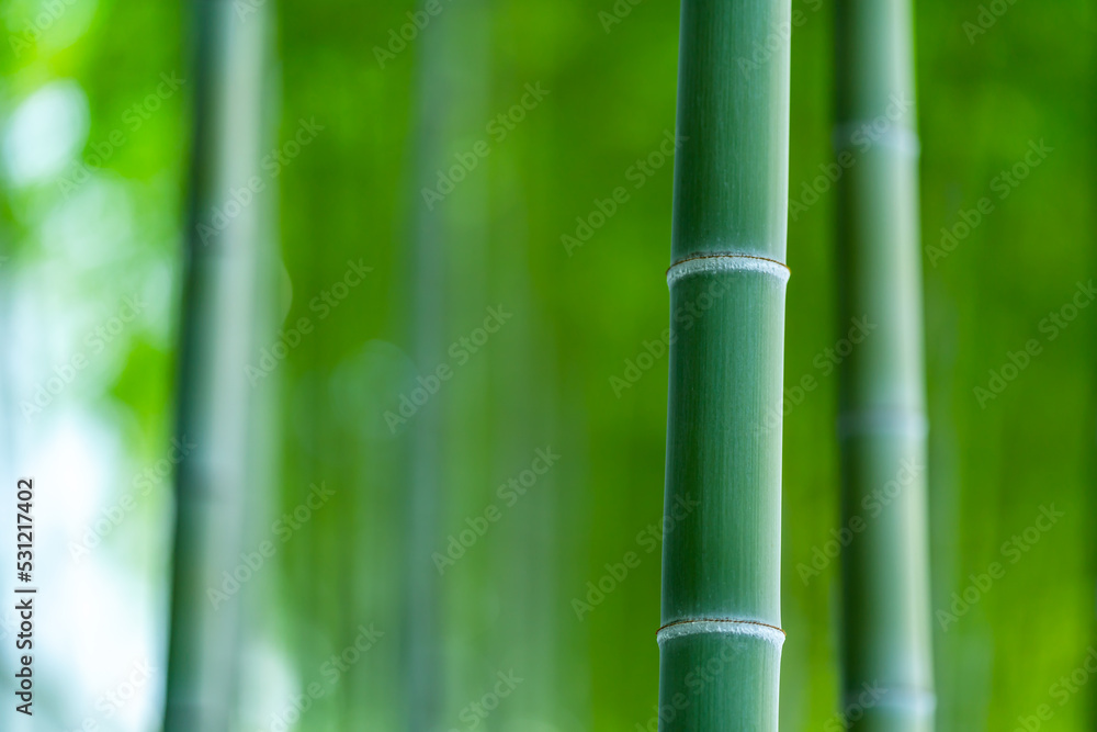 竹林 竹林