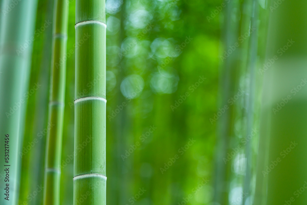 竹林 竹林