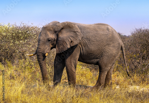 Lateral view of Elephant in Makgadikgadi Pan National Park, Botswana