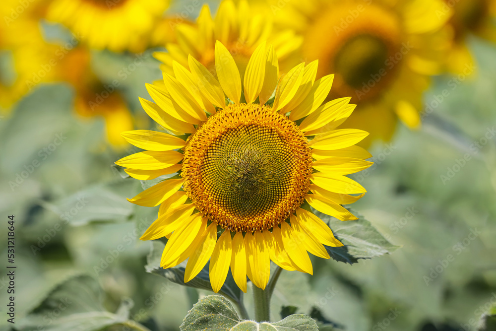 Blooming common sunflower on the agricultural field