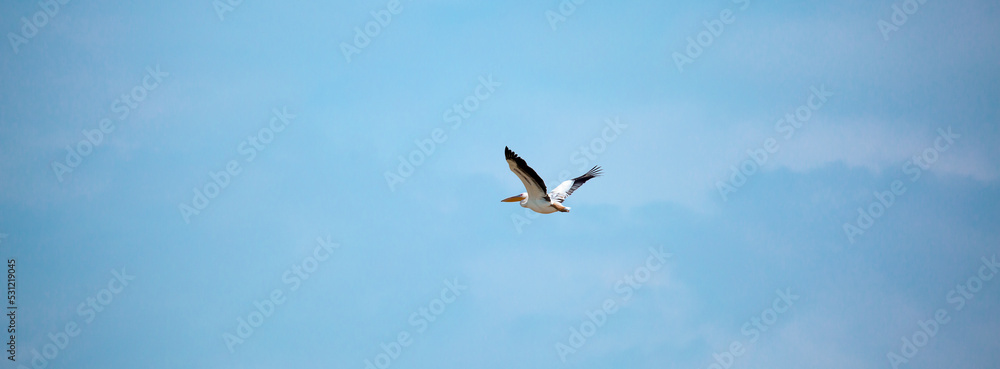 Obraz premium A flock of pelican birds walks along the blue lake of Cyprus. Flying pelicans in the blue sky. Waterfowl at the nesting site.