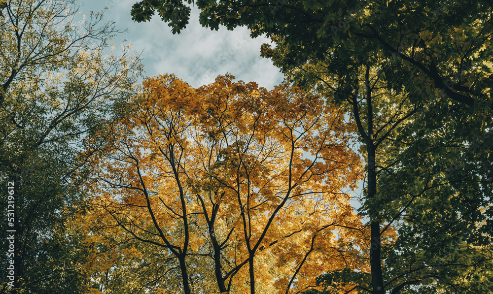Branches of autumn trees against the sky. Branches of autumn trees against the sky.