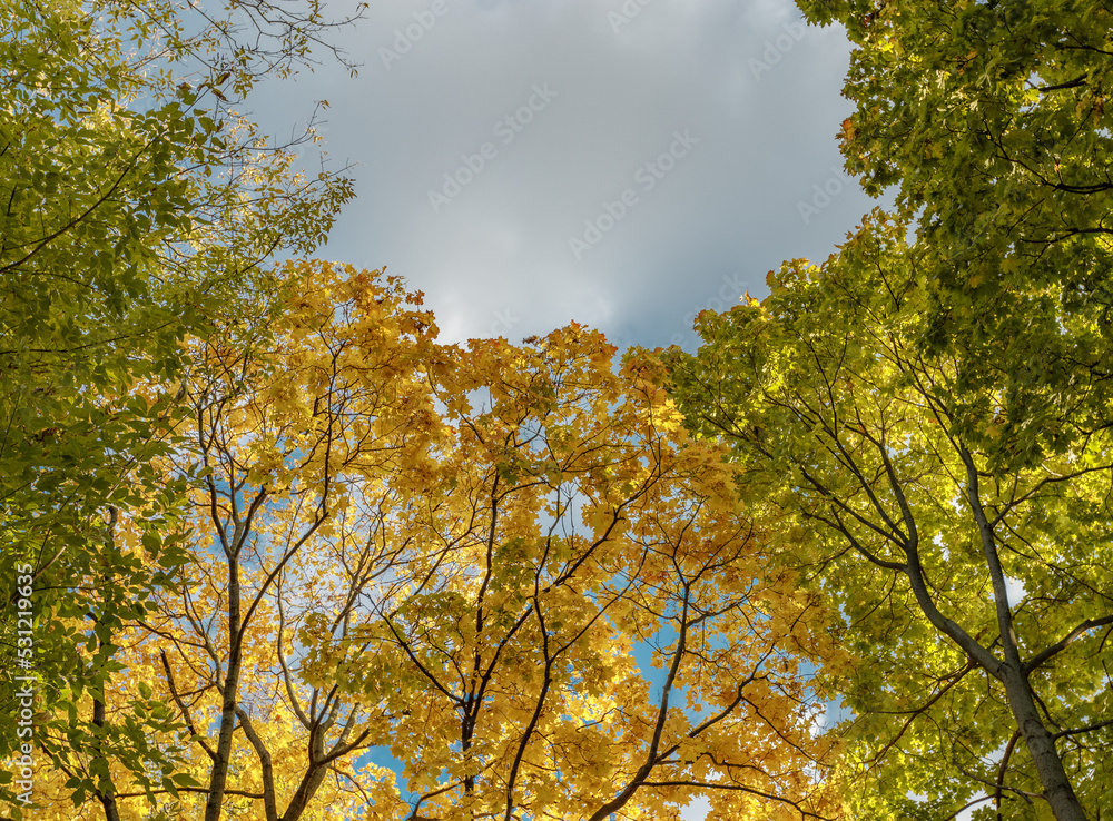 Fototapeta premium Yellow fallen leaves. Tree against cloudy blue sky.