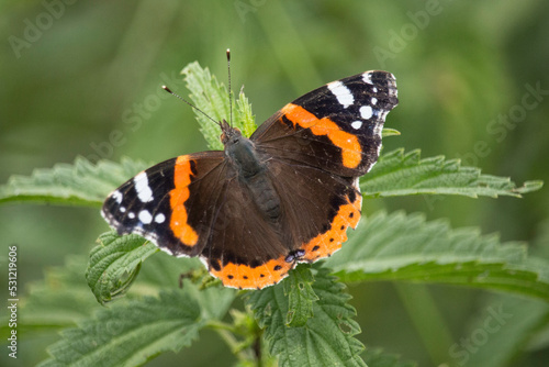 Admiral (Schmetterling) photo