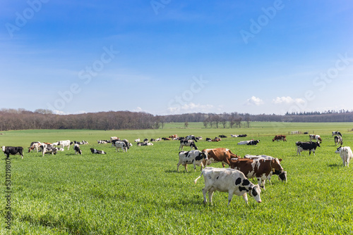Group of Holstein cows in the hills of Gaasterland, Netherlands