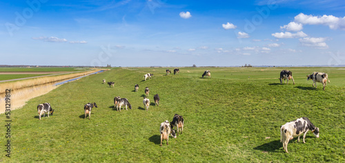 Panorama of cows on the dike at the IJsselmeer in Gaasterland, Netherlands